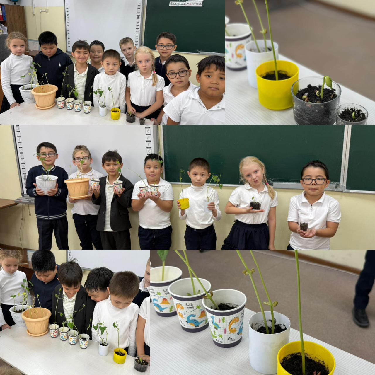 «Алматы - Чистый город» - бағдарламасы бойынша 2 "Е" сынып оқушылары "үйде және сыныпта жасыл желектер"атты іс-шара өткізді.