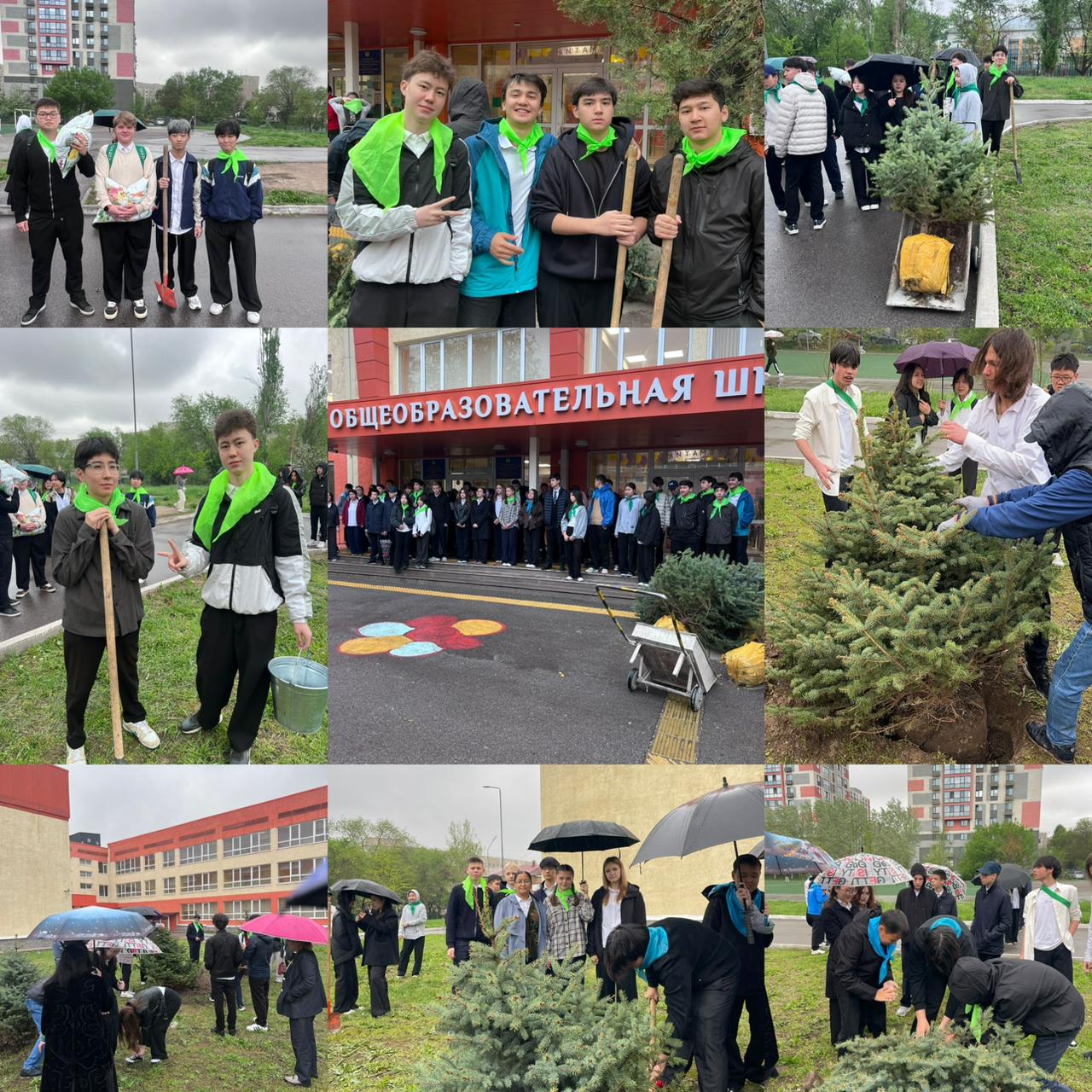 Бүгін 9–11 сынып түлектері мектеп ауласына көк шыршалар отырғызды. / Сегодня выпускники 9–11 классов высадили возле школы голубые ели.